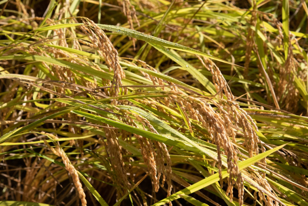 発酵とは何か?簡単に分かりやすく解説 SNOW NOTES